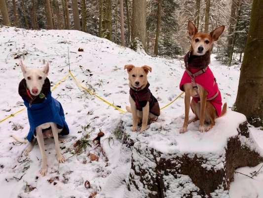 Hundetreffen-Spielkamerad in GD gesucht 🐶🐶🐶-Bild