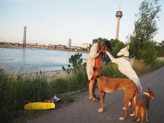 Windhunde - Treffen der besonderen Schönheiten
HERZLICH WILLKOMMEN-Beitrag-Bild