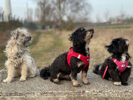 Bester Freund, Hundekumpel - zeigt her!-Beitrag-Bild