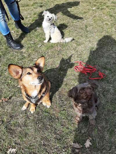 Bester Freund, Hundekumpel - zeigt her!-Beitrag-Bild
