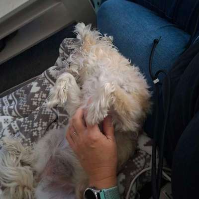 Darf der Hund bei Euch im Bett schlafen?-Beitrag-Bild