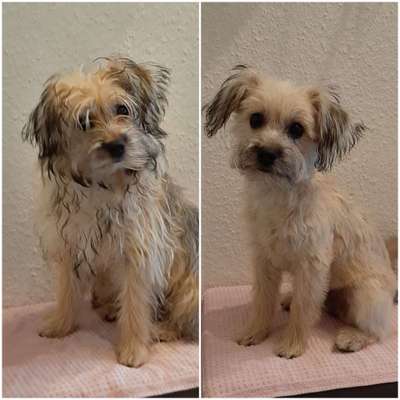 Mischlingshunde Foto Aufruf-Beitrag-Bild