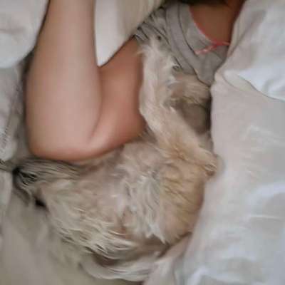Darf der Hund bei Euch im Bett schlafen?-Beitrag-Bild