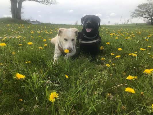 Die Dogorama Kalender Challenge Titelbild-Beitrag-Bild