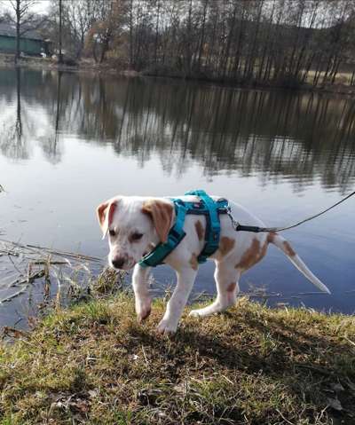 Dogorama-Monats-Challenge-Mai "Wasser"-Beitrag-Bild