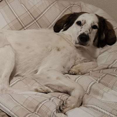 Hundetreffen-Gassirunde und spielen mit Hikari-Bild
