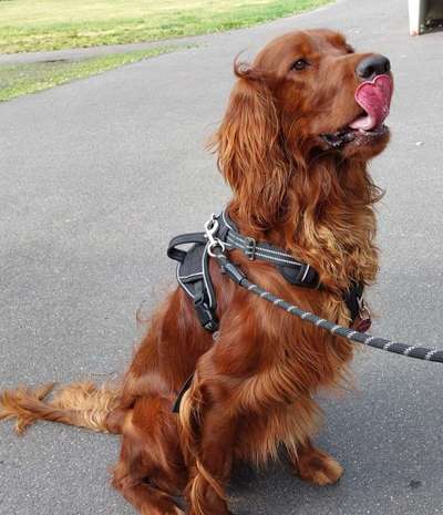 Tongue Out Tuesday-Beitrag-Bild