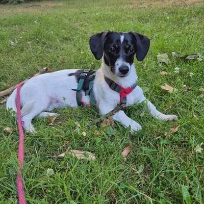 Hundetreffen-🐾 Nami sucht ihre Bande! 🐶🌲-Bild