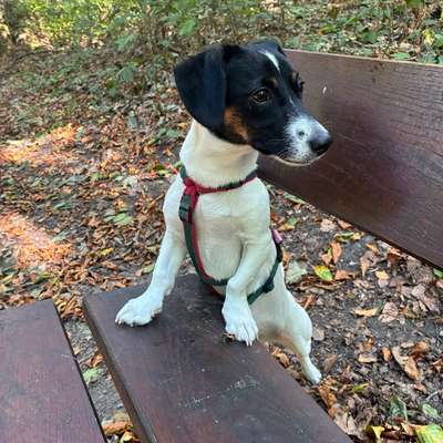 Hundetreffen-🐾 Nami sucht ihre Bande! 🐶🌲-Bild