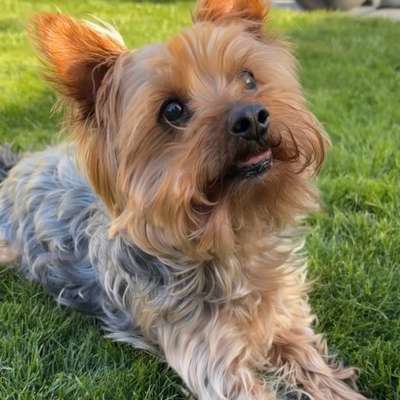 Suchmeldung-Lucky-Bild