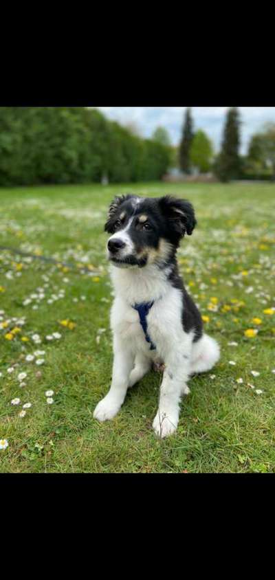 Die Dogorama Monats Challenge "Es grünt und blüht"-Beitrag-Bild