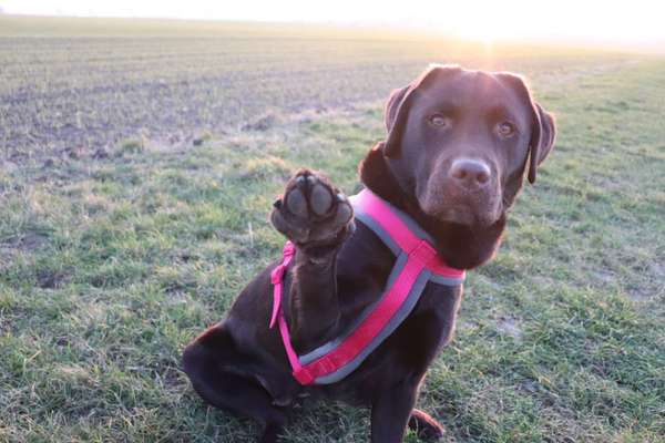 Hundetreffen-Gemeinsames Toben und spazieren gehen-Bild