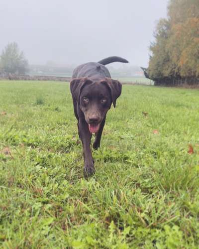 Die Dogorama Kalender Challenge Teil 1/4-Beitrag-Bild