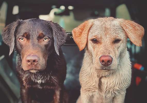 Die Dogorama Kalender Challenge Titelbild-Beitrag-Bild