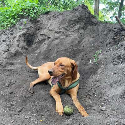 Hundetreffen-Vizla sucht Freund/Freundin zum auspowern-Bild