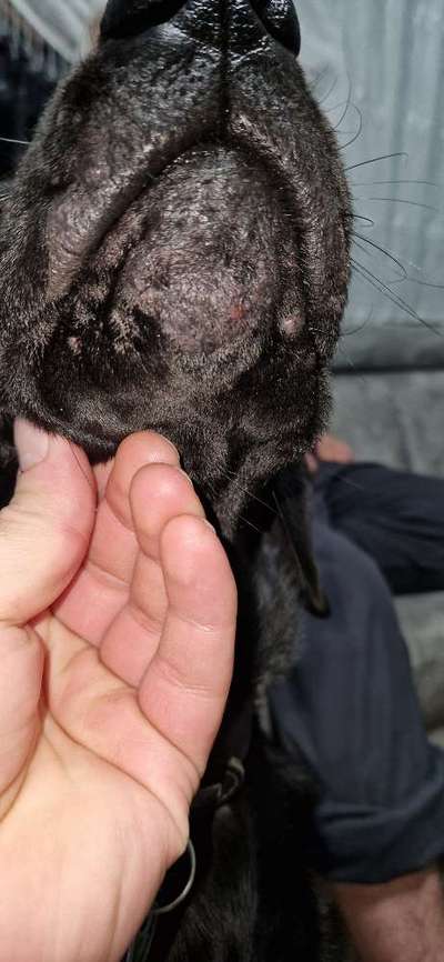 Haarausfall und Auschlag an manchen stellen, was könnte dies sein?-Beitrag-Bild