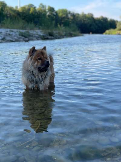 Hundetreffen-Asiatische rassen treffen-Bild