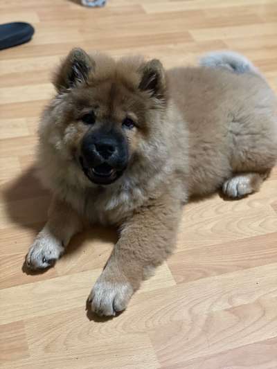 Was denkt ihr, welche Rassen könnten in ihm stecken?-Beitrag-Bild