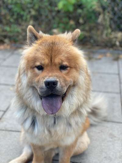 Reinrassige Hunde?-Beitrag-Bild