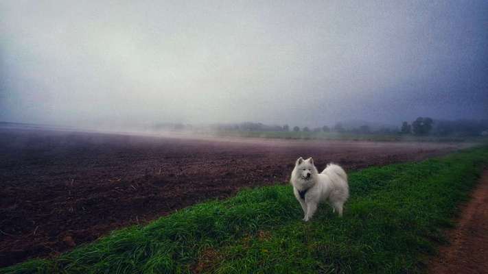 Samojede Besitzer-Beitrag-Bild