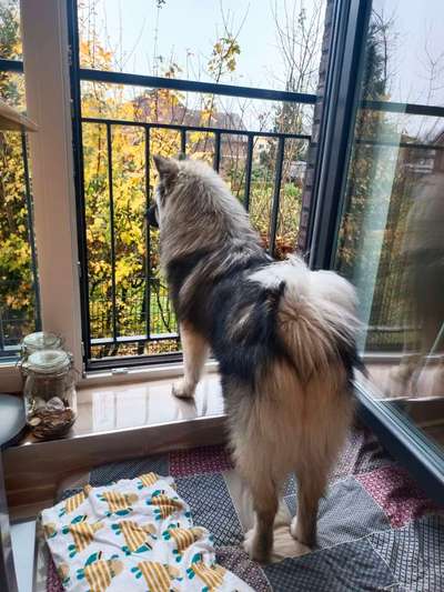 Eurasier-Beitrag-Bild