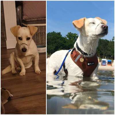 TierschutzhundeStammtisch🐕-Beitrag-Bild