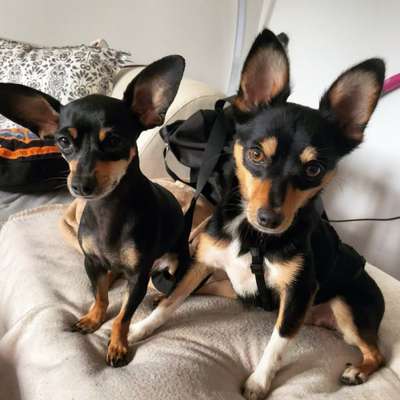 Wo sind die Zwergpinscher?-Beitrag-Bild