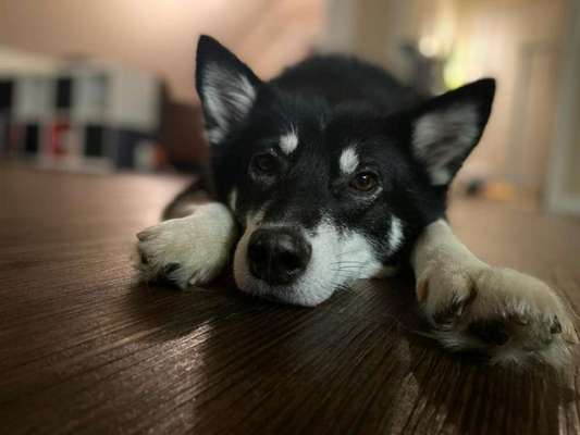 Fotochallange Nr. 57     PORTRÄT.   Beendet!!!!!!!!-Beitrag-Bild