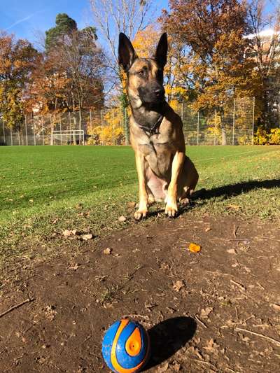 Schäferhund-Fans?-Beitrag-Bild