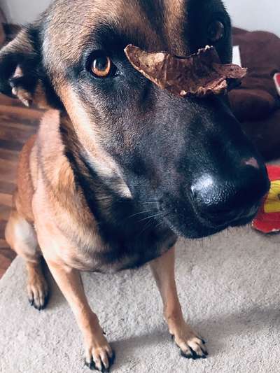 Die Dogorama Kalender Challenge Titelbild-Beitrag-Bild