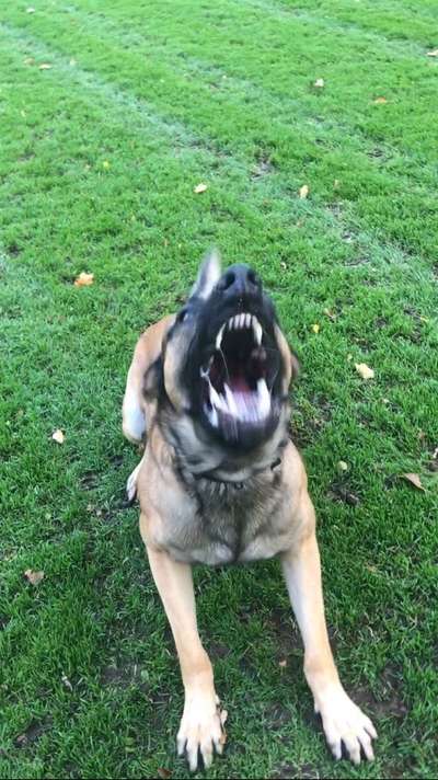 Deutsche Schäferhunde, Belgische Schäferhunde.-Beitrag-Bild