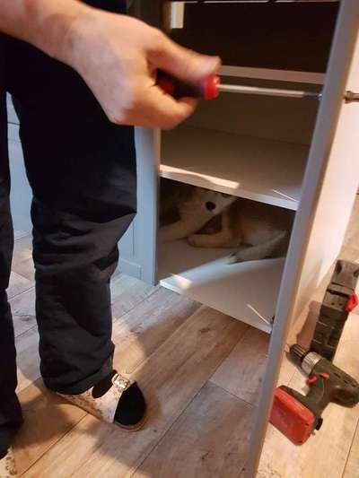 Welpen Bilder !-Beitrag-Bild