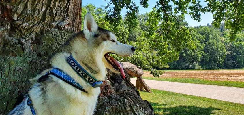 Dein Hund im Dogorama-Kalender 2021-Beitrag-Bild