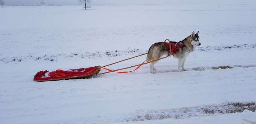 Dein Hund im Dogorama-Kalender 2021-Beitrag-Bild