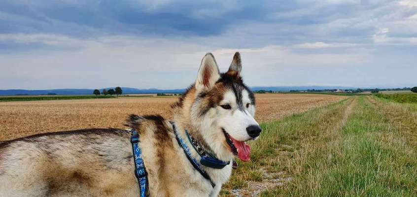 Dein Hund im Dogorama-Kalender 2021-Beitrag-Bild