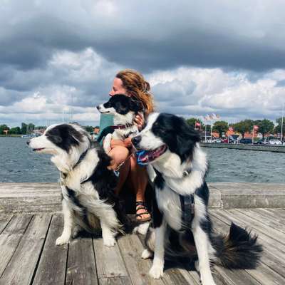 Hundetreffen-Spazierengehen und Spielen-Profilbild