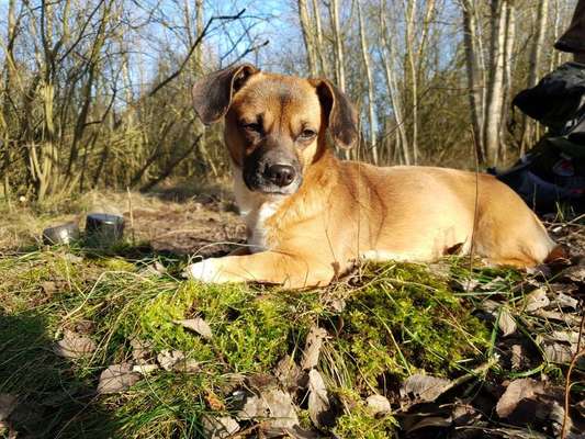 Mischlinge - die beste Rasse die es gibt-Beitrag-Bild