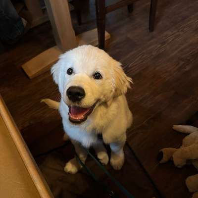 Hundetreffen-Sozialisierungstreffen im BGL ab Februar 2026-Bild