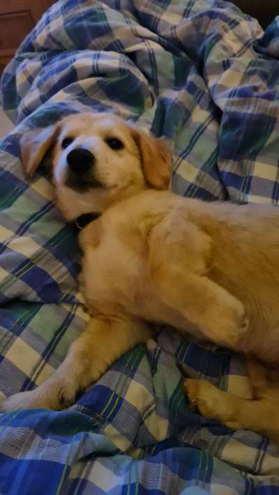 Darf der Hund bei Euch im Bett schlafen?-Beitrag-Bild