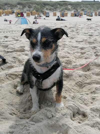 Hund aus dem Spanischen Tierschutz-Beitrag-Bild