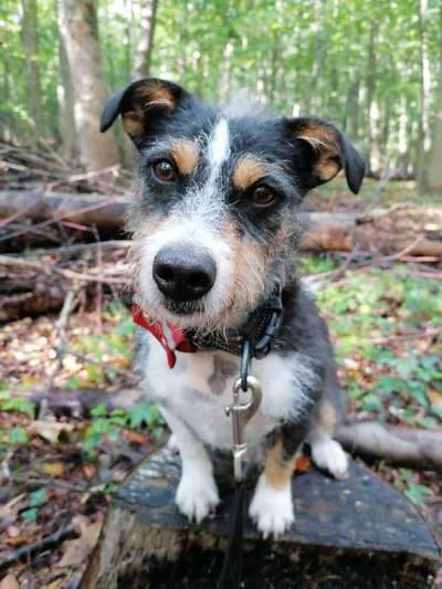 Hund aus dem Spanischen Tierschutz-Beitrag-Bild
