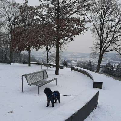 Hundeauslaufgebiet-Nordpark-Bild