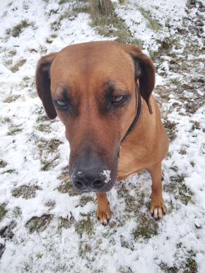 grumpy dog 😅-Beitrag-Bild