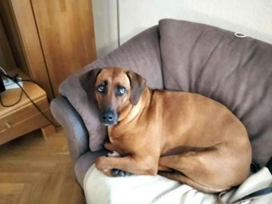 grumpy dog 😅-Beitrag-Bild