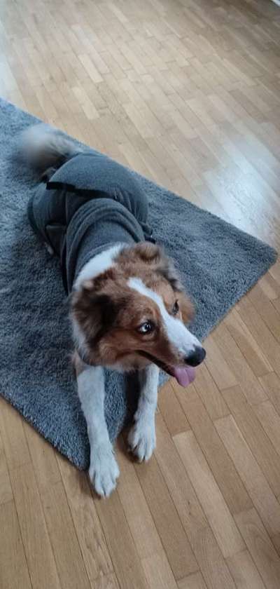 Mit was macht ihr euren Hund sauber?-Beitrag-Bild