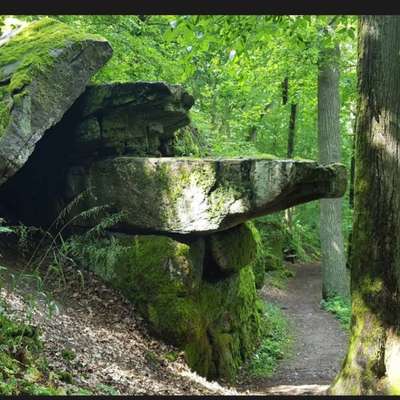 Hundetreffen-Suche zum spazieren gehen ggf mit Hund einen Partner für meinen Labrador Mischling 4 Jahre alt-Bild