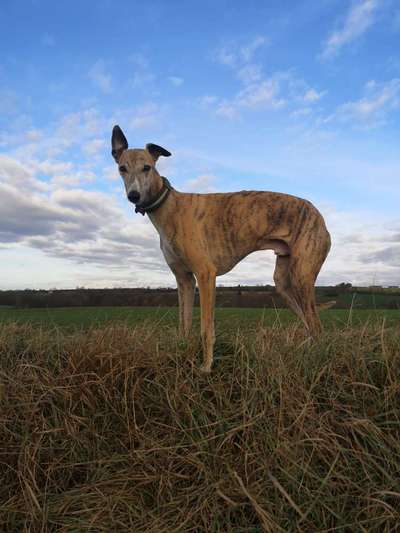 Windhunde - Treffen der besonderen Schönheiten
HERZLICH WILLKOMMEN-Beitrag-Bild
