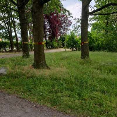 Giftköder-Eichen-Prozessionsspinner-Bild