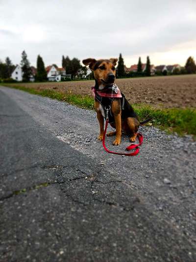 Wo sind die Jack und Parson Russell Terrier?-Beitrag-Bild