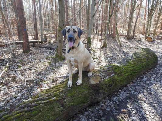 Seltene Rassen!-Beitrag-Bild